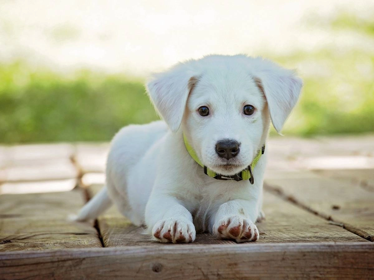 Adiestramiento Canino en Majadahonda - InfoMajadahonda.com Directorio  Servicios