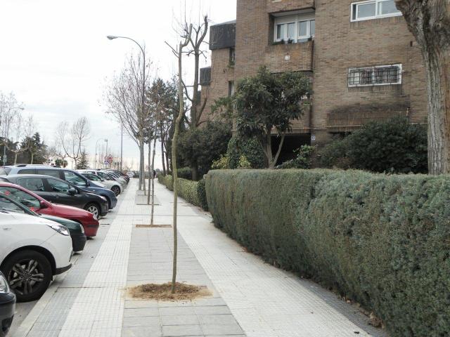 El Ayuntamiento de Majadahonda inicia la repoblación de árboles de alineación con cerca de 225 especies