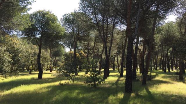 
                                                    Las asociaciones se quedan fuera del Patronato del Monte del Pilar de Majadahonda