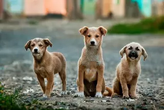 La Comunidad de Madrid y los veterinarios madrileños suman fuerzas para garantizar la protección de los animales 