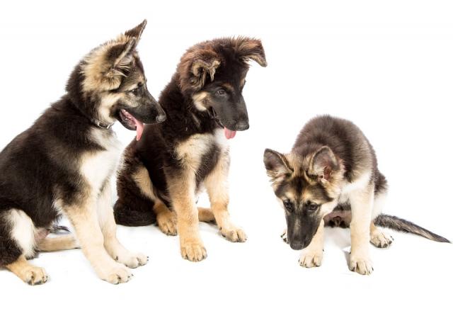 Majadahonda creará un nuevo censo animal con identificación por ADN