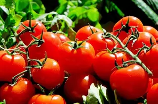 Majadahonda será el primer municipio europeo 100% 
vegetariano