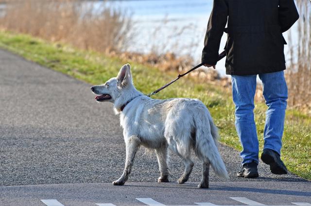 
                                                    Somos Majadahonda propone crear un registro de maltratadores de animales