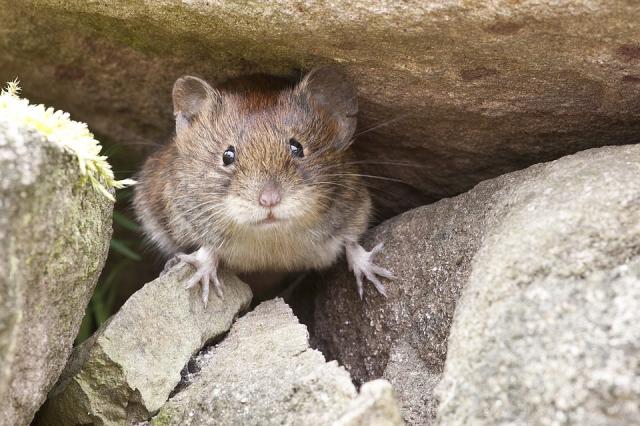 Ciudadanos Majadahonda exige al Gobierno Local que tome medidas para erradicar las plagas de roedores e insectos 
