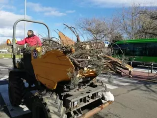 El Ayuntamiento cifra en casi 14 millones de euros los daños del arbolado de Majadahonda