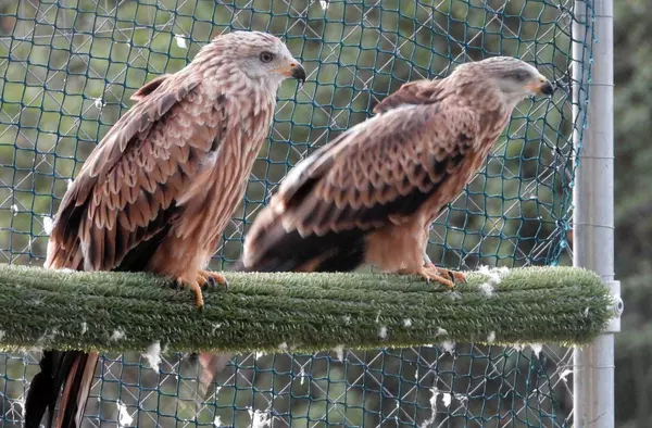 GREFA Majadahonda consigue liberar a 21 milanos reales en peligro de extinción en la sierra de Cazorla