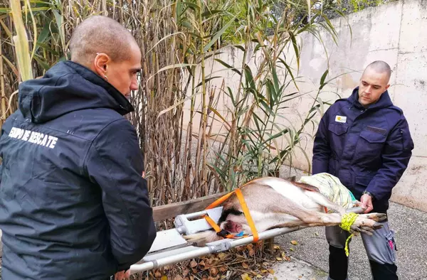 El Equipo de Rescate de GREFA atendió a más de 7.000 animales en doce meses