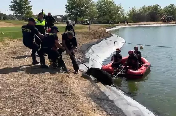 Bomberos y agentes forestales rescatan a un jabalí sumergido en el lago de un campo de golf en Majadahonda