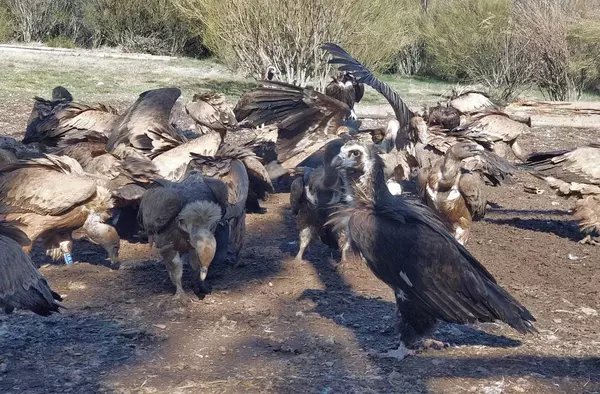 GREFA Majadahonda lanza un crowdfunding para concienciar sobre la conservación y protección de los buitres