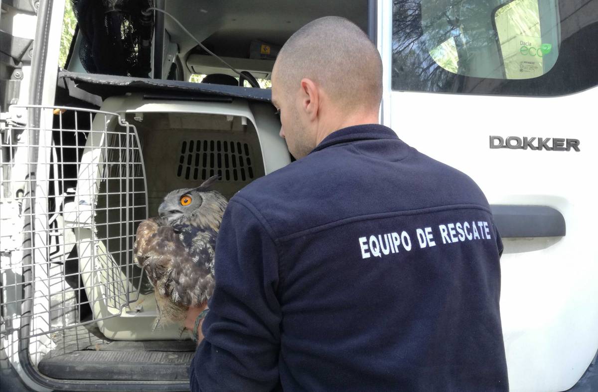 GREFA Majadahonda rescata y atiende una media de veinte animales salvajes al día