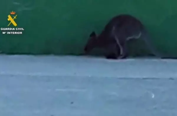 Capturados dos canguros que deambulaban por Villanueva de la Cañada