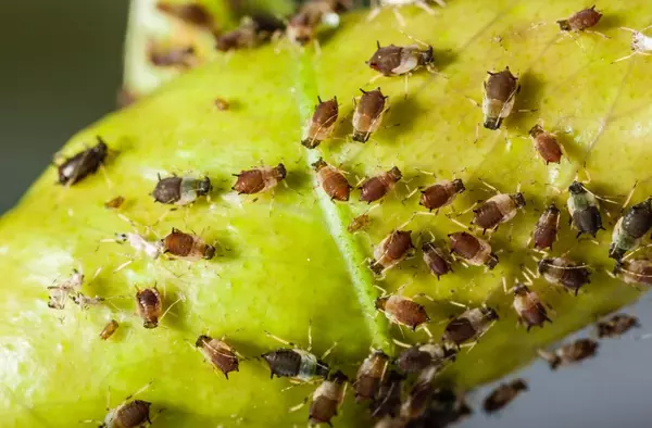 Majadahonda combate la plaga del pulgón con productos ecológicos y suelta de insectos depredadores