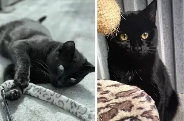 Adopta Majadahonda: la gatita Dona busca un hogar