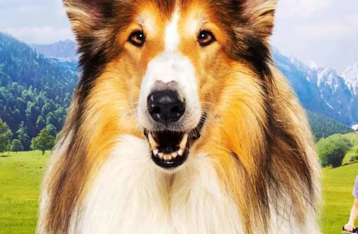 CINE. 'Lassie. Una nueva aventura'. 19 de Octubre en Pozuelo