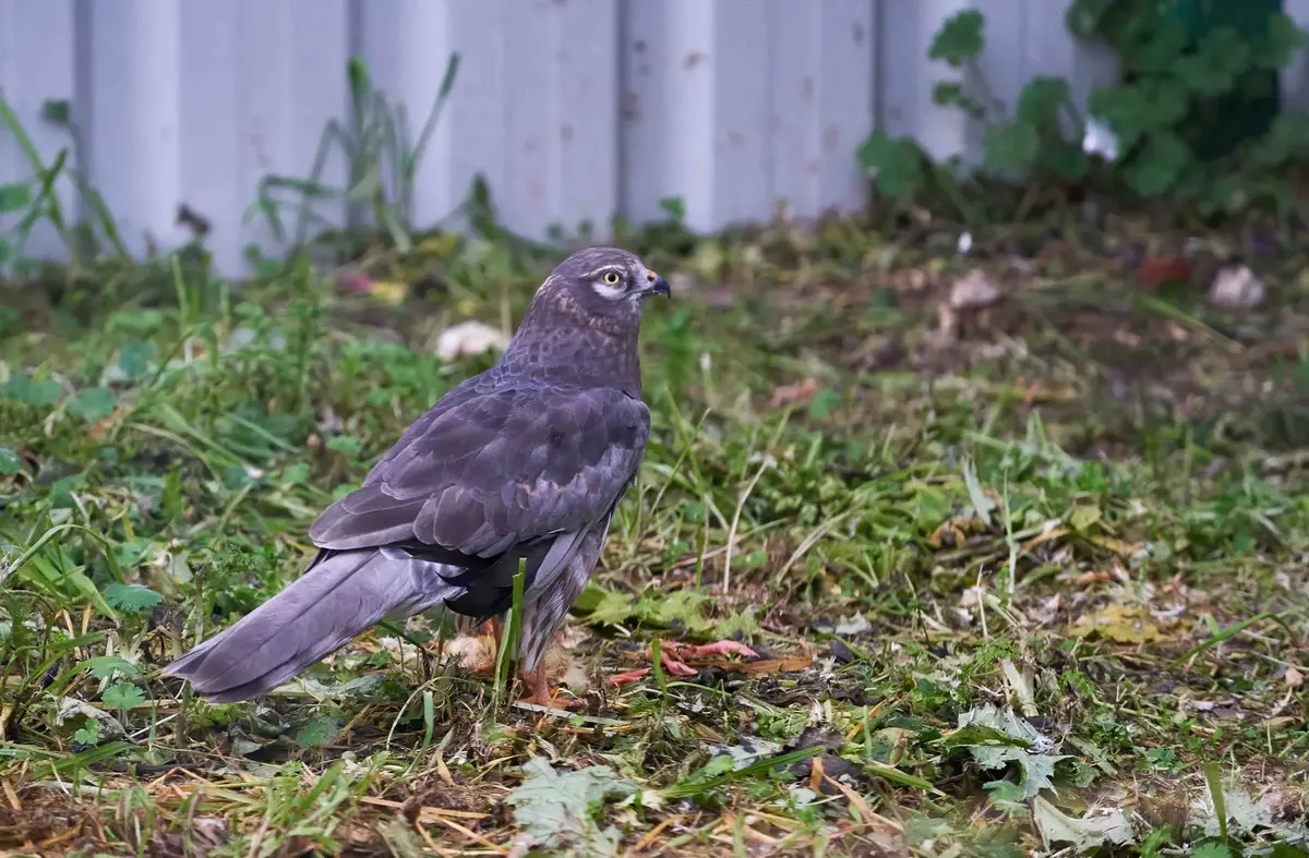 El centro "Naturaleza Viva" de GREFA en Majadahonda estrena su nuevo espacio de aves esteparias