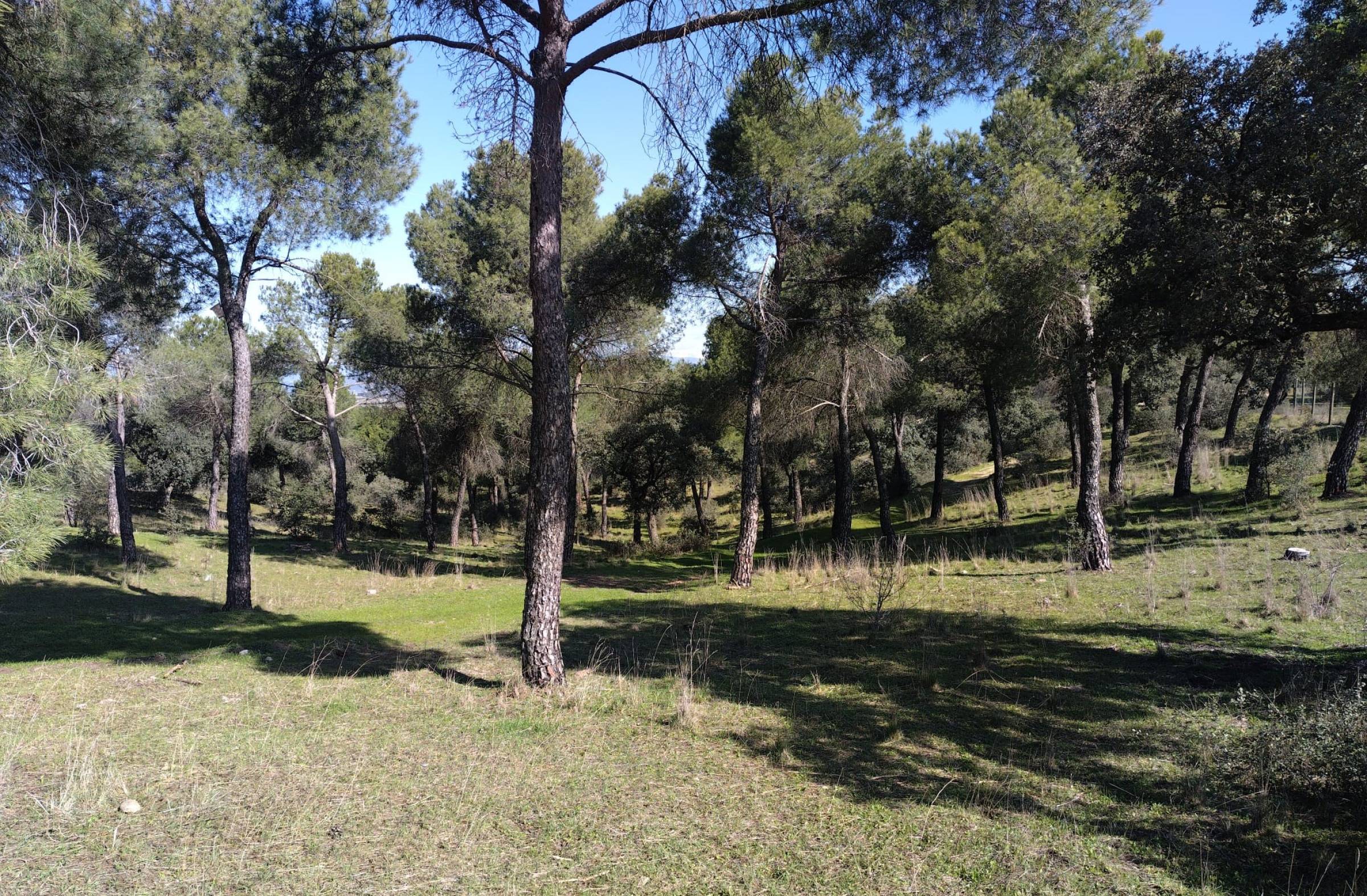 La Dehesa de Majadahonda se sanea en 35 hectáreas de bosque protegido para para prevenir incendios forestales