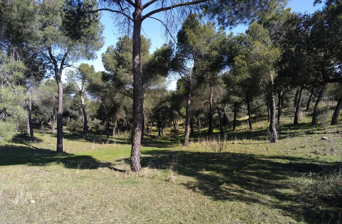La Dehesa de Majadahonda se sanea en 35 hectáreas de bosque protegido para para prevenir incendios forestales