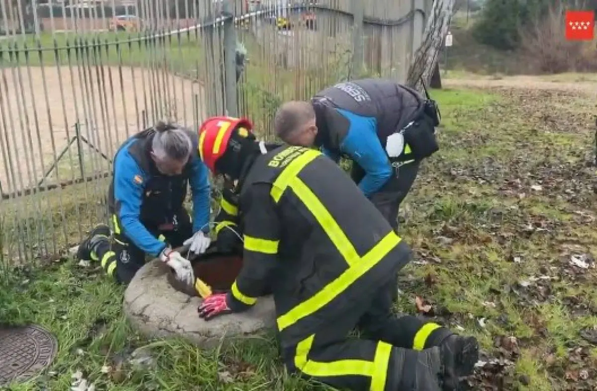 Los bomberos rescatan en Majadahonda a un perro atrapado en un desagüe a seis metros de profundidad 