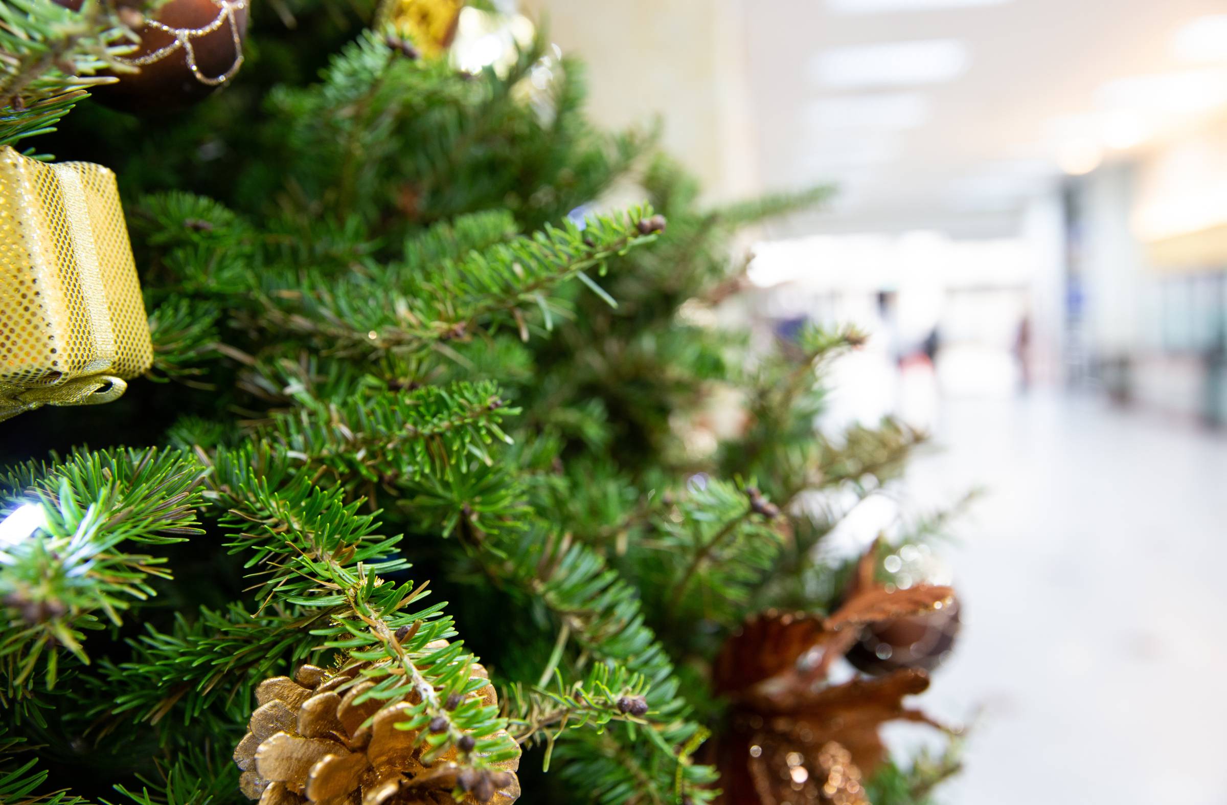 La Comunidad de Madrid recuerda la prohibición de replantar en el monte los abetos de Navidad 
