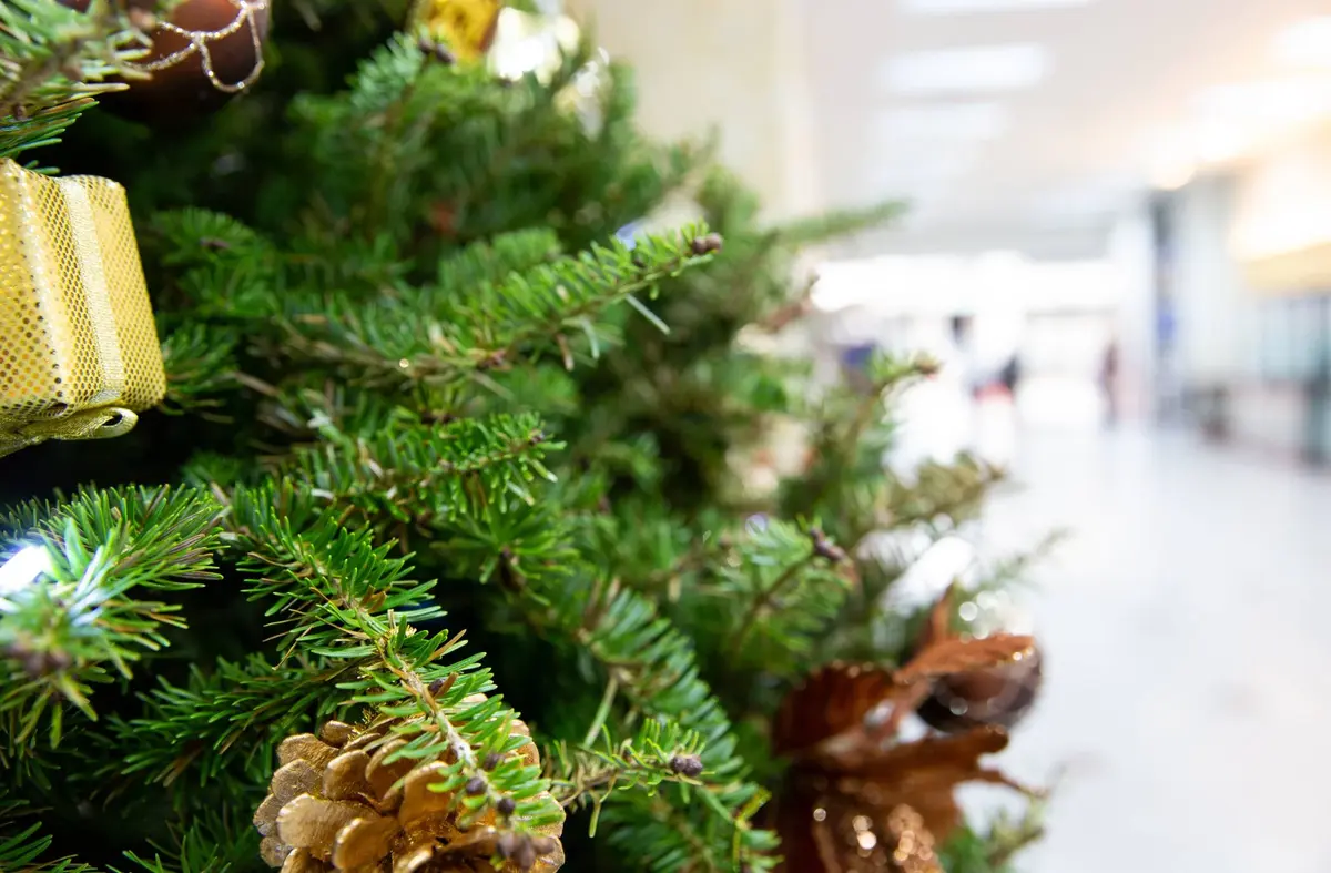 La Comunidad de Madrid recuerda la prohibición de replantar en el monte los abetos de Navidad 