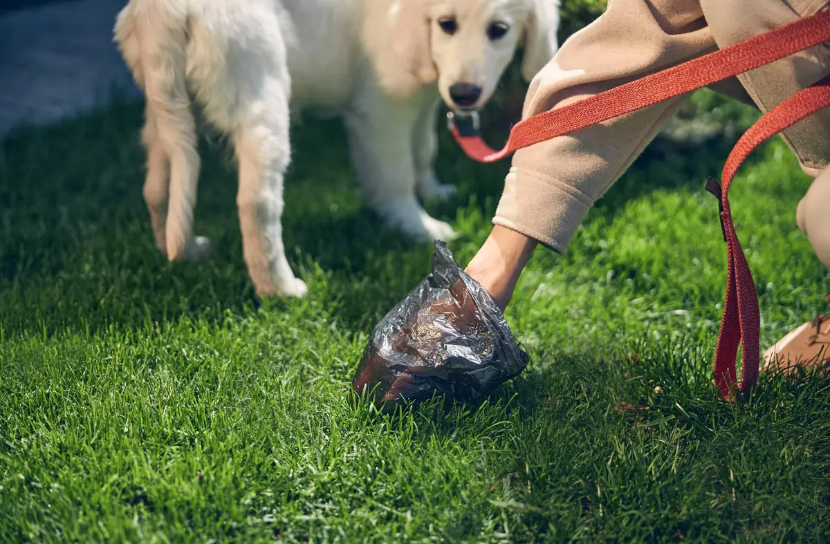 Majadahonda refuerza la vigilancia contra los excrementos caninos en la vía pública: multas de hasta 1.200 euros