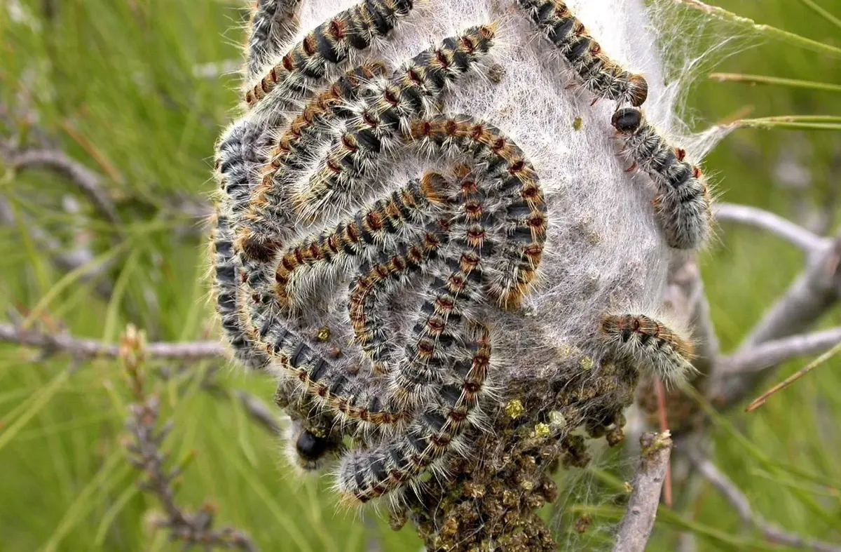 Majadahonda intensifica el control de la oruga procesionaria que este año se adelanta a la primavera 