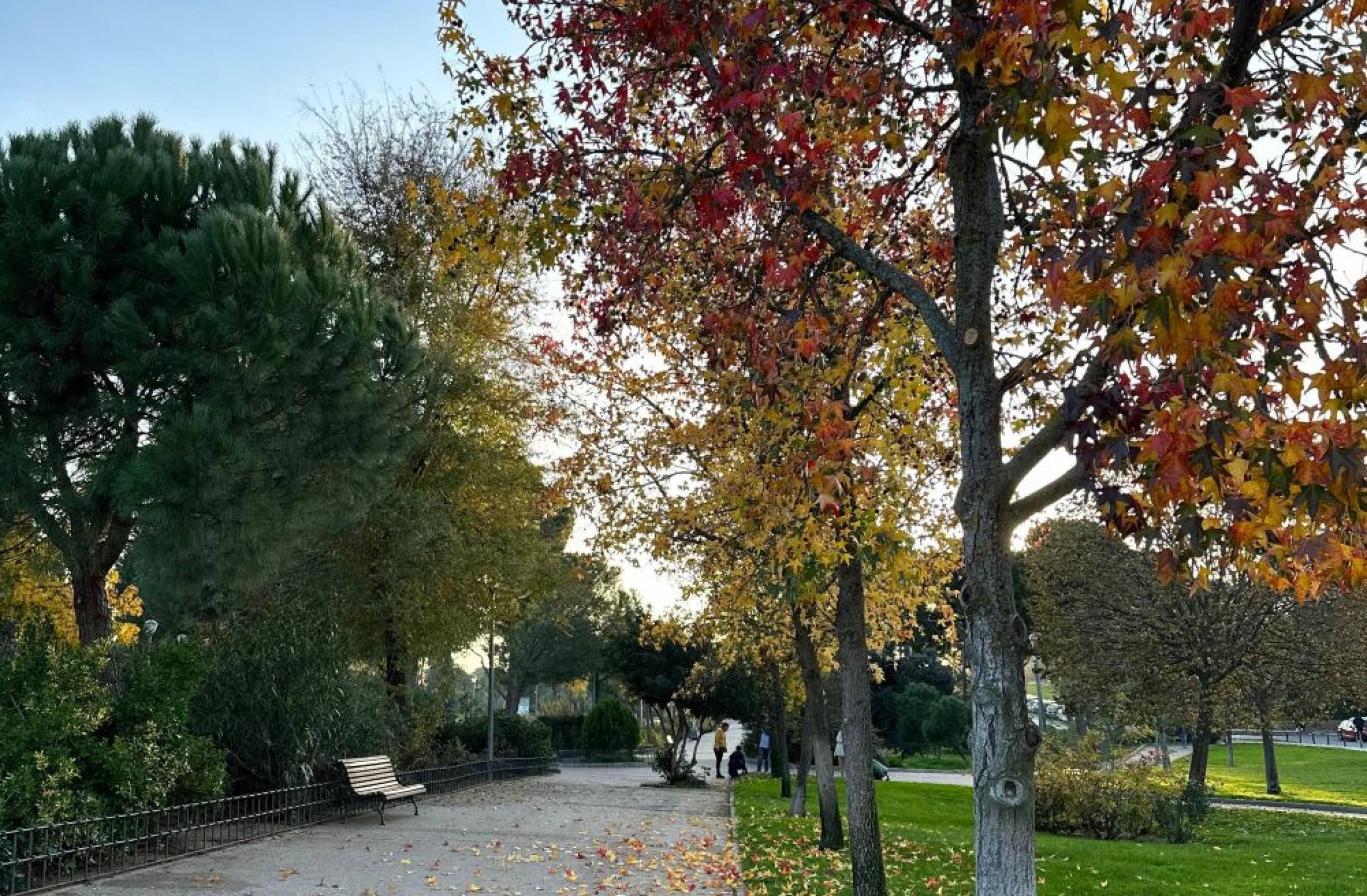
                                                    Majadahonda reconocida por quinto año consecutivo por su gestión sostenible del arbolado urbano