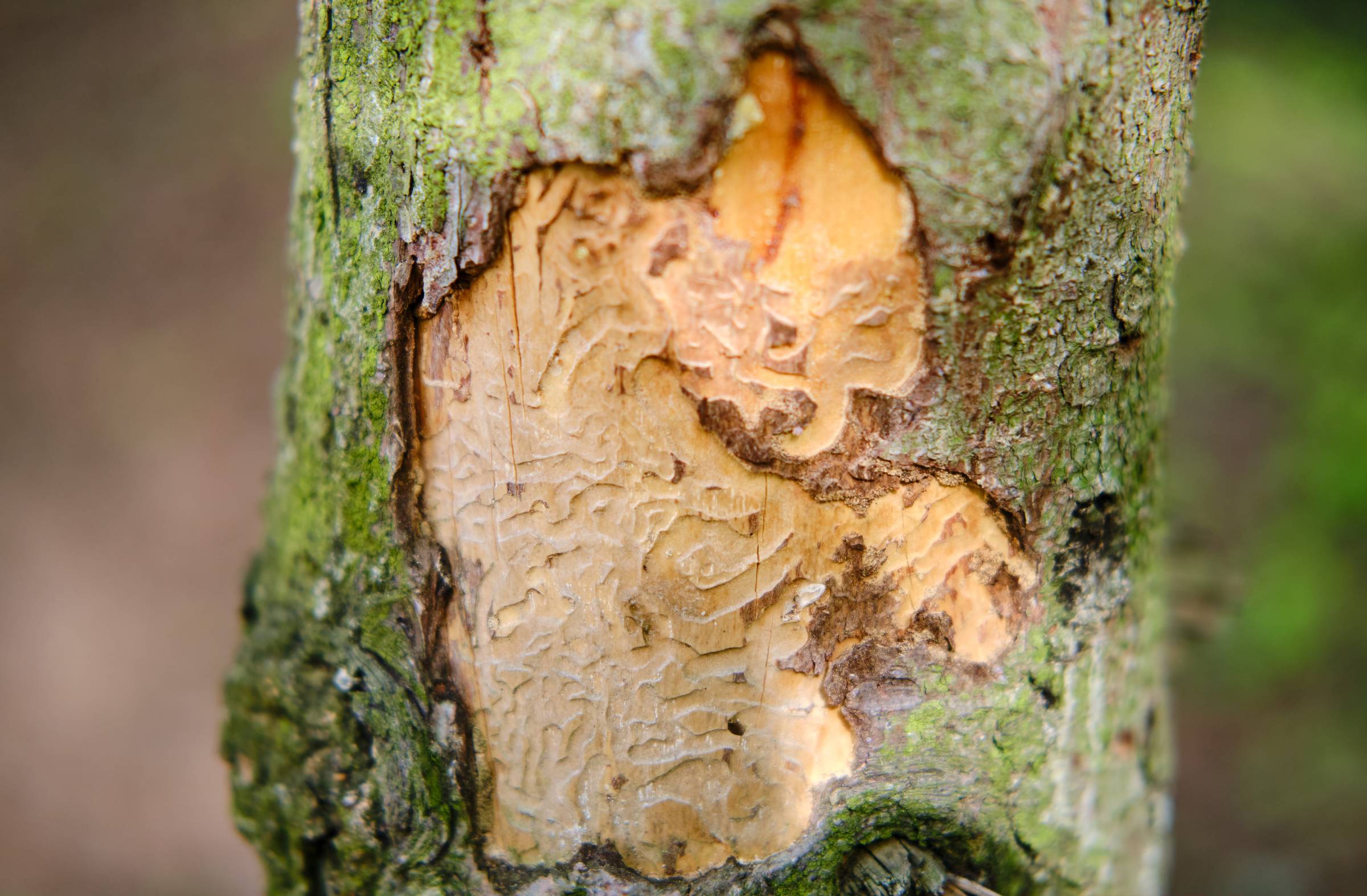 Una plaga de barrenillos obliga al Ayuntamiento de Majadahonda a talar y reponer 25 pinos en la Cuesta del Reventón
