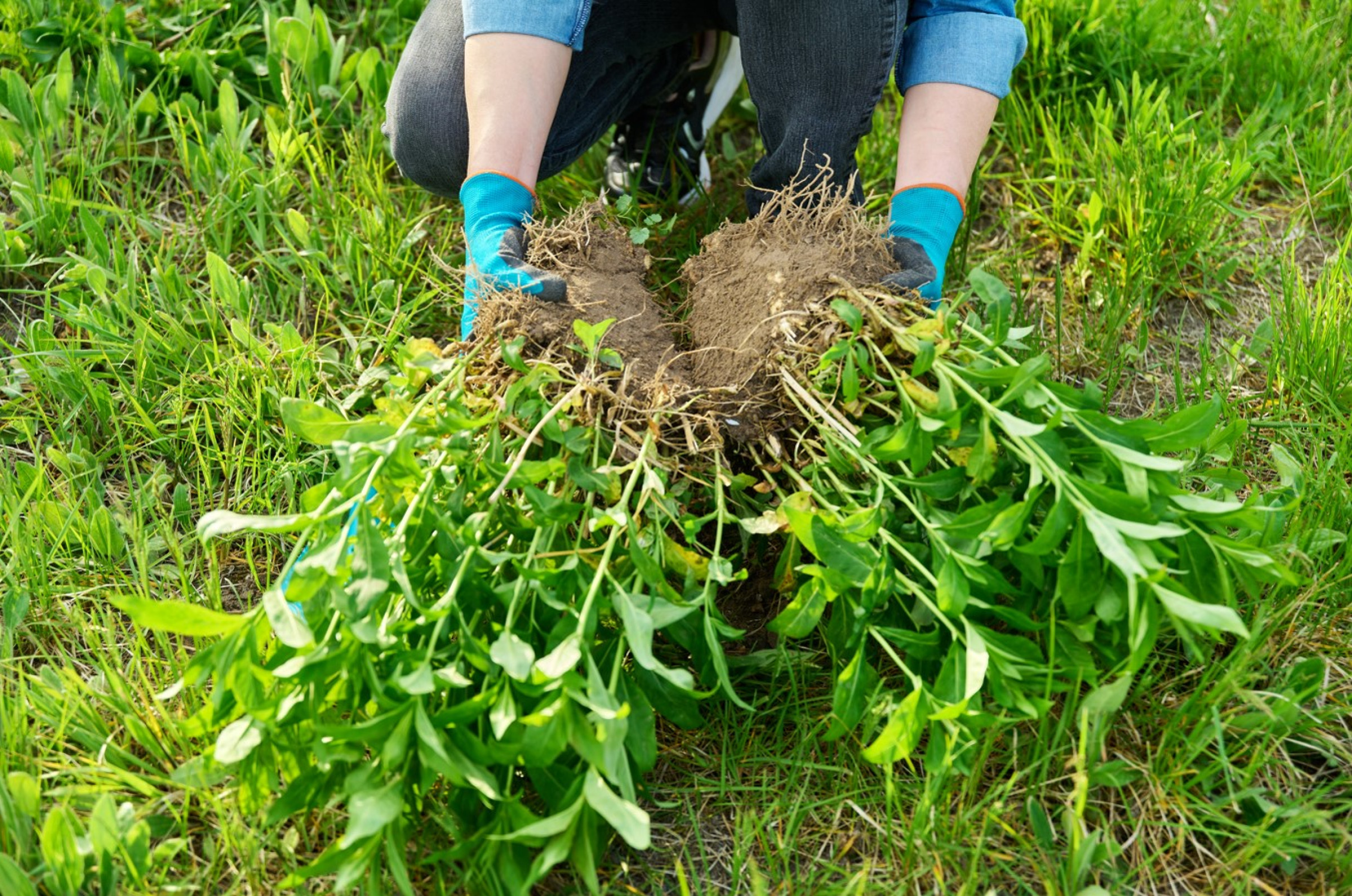 Comienza la campaña de desbroces para prevenir incendios en Majadahonda 