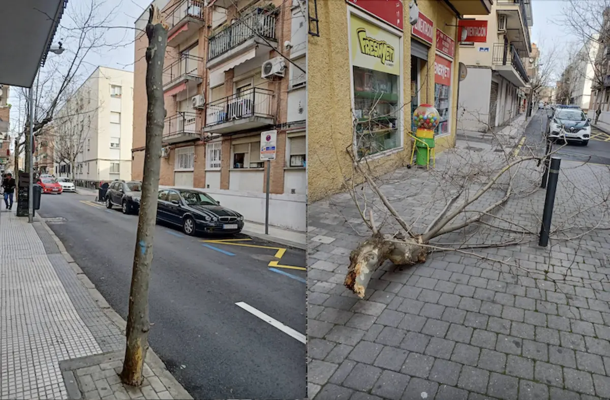 Vecinos por Majadahonda exige la poda en la zona centro y el desbroce de parcelas públicas y privadas