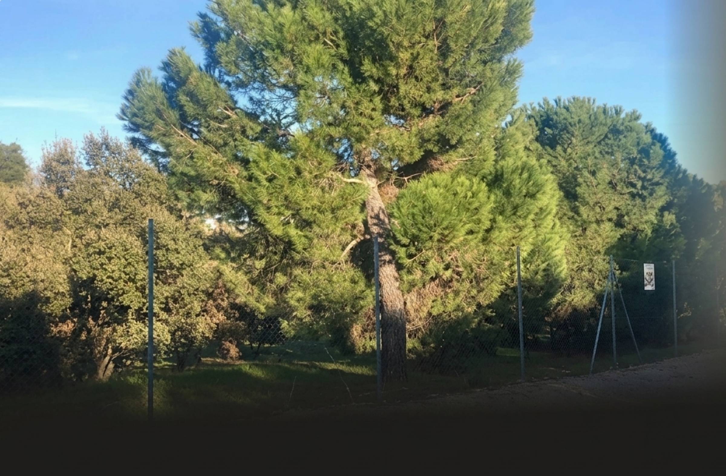 
                                                    Vecinos por Majadahonda reclama un diálogo con Las Rozas para abordar el futuro del Pinar de Huerta de la Sacedilla