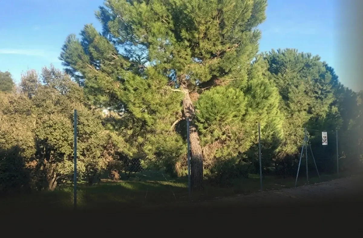 Vecinos por Majadahonda reclama un diálogo con Las Rozas para abordar el futuro del Pinar de Huerta de la Sacedilla
