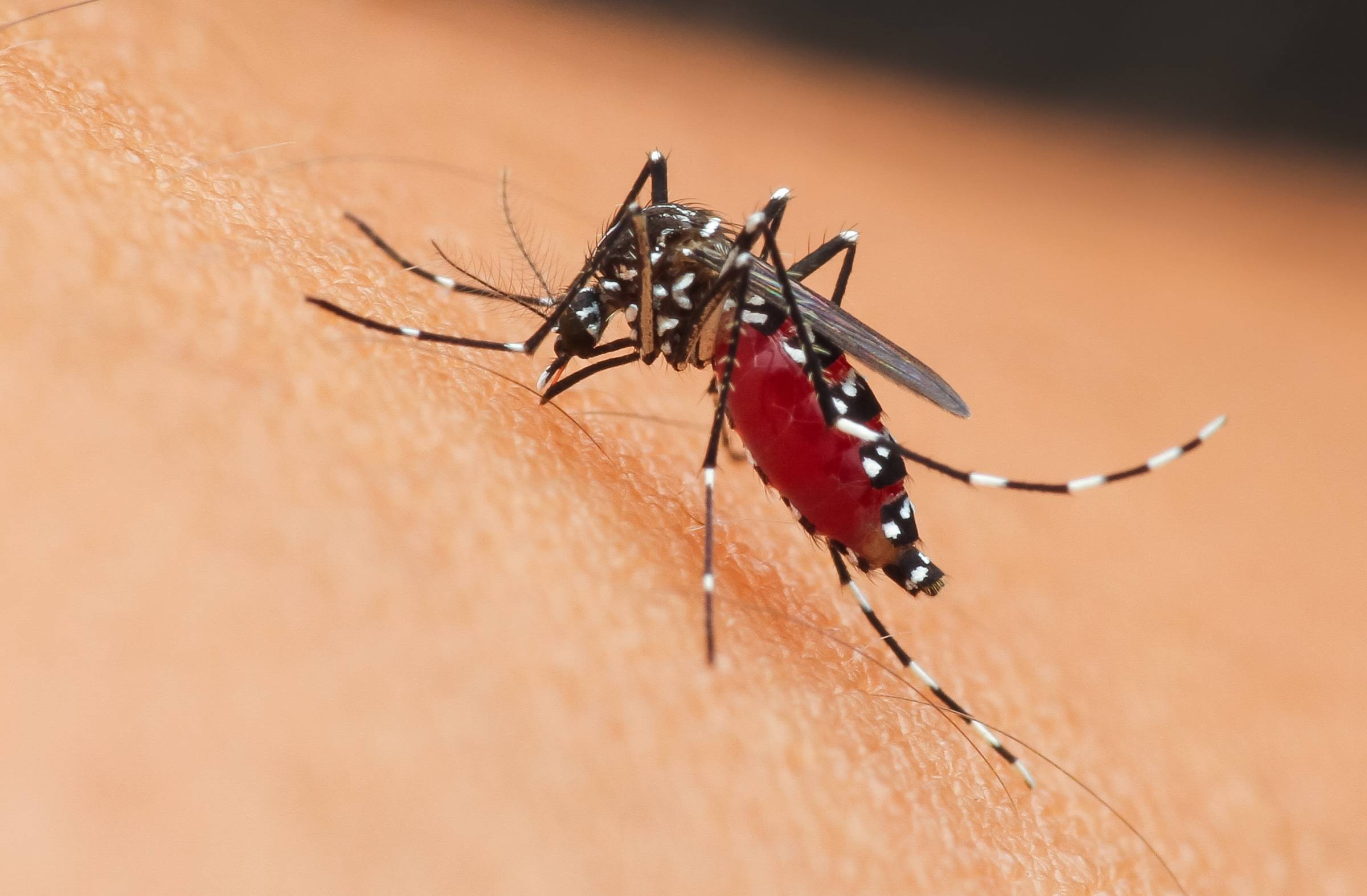 
                                                    Mosquito Tigre en Majadahonda: el Ayuntamiento recuerda a los vecinos las medidas preventivas necesarias