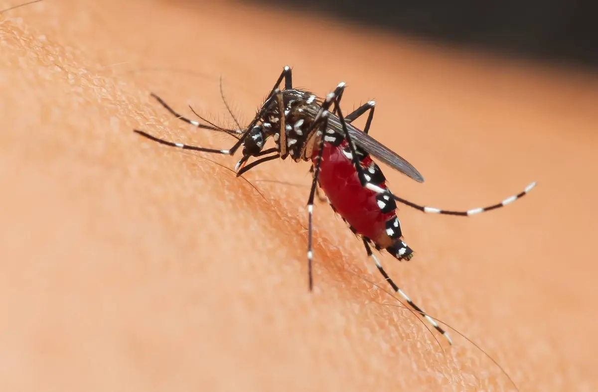 
                                Mosquito Tigre en Majadahonda: el Ayuntamiento recuerda a los vecinos las medidas preventivas necesarias                                    