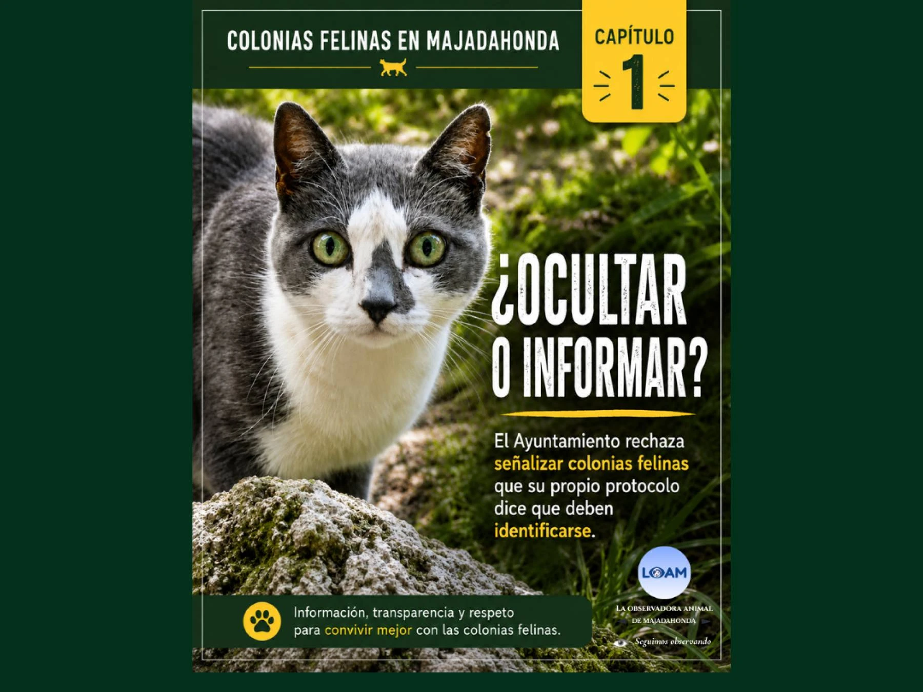 Colonias Felinas Majadahonda: ¿OCULTAR O INFORMAR?