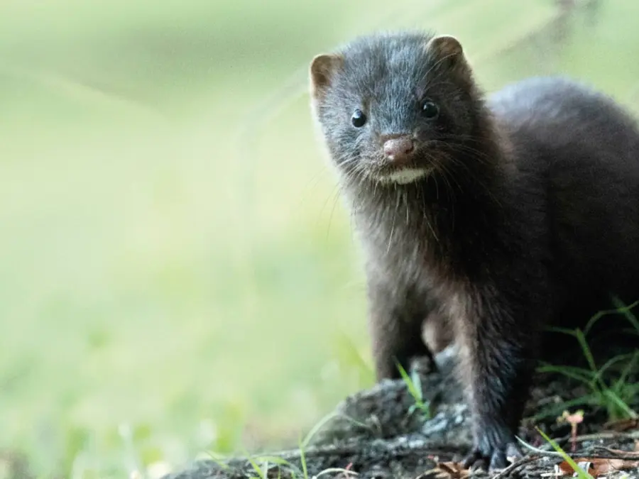 Taller gratuito: Vecinas Invasoras