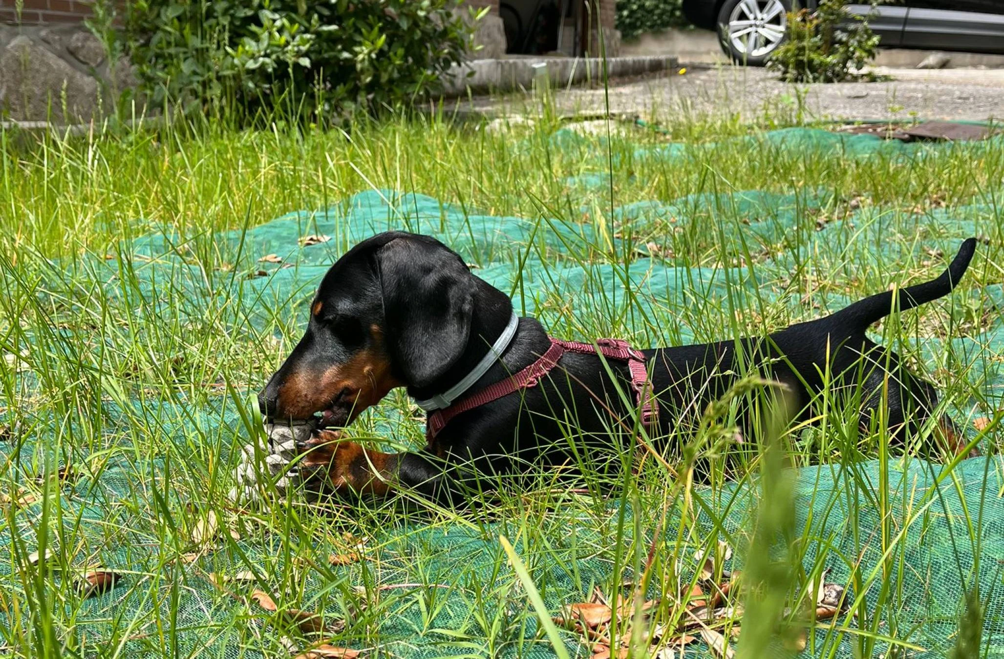 PERRO TEKEL SALCHICHA CACHORRO BENITO
