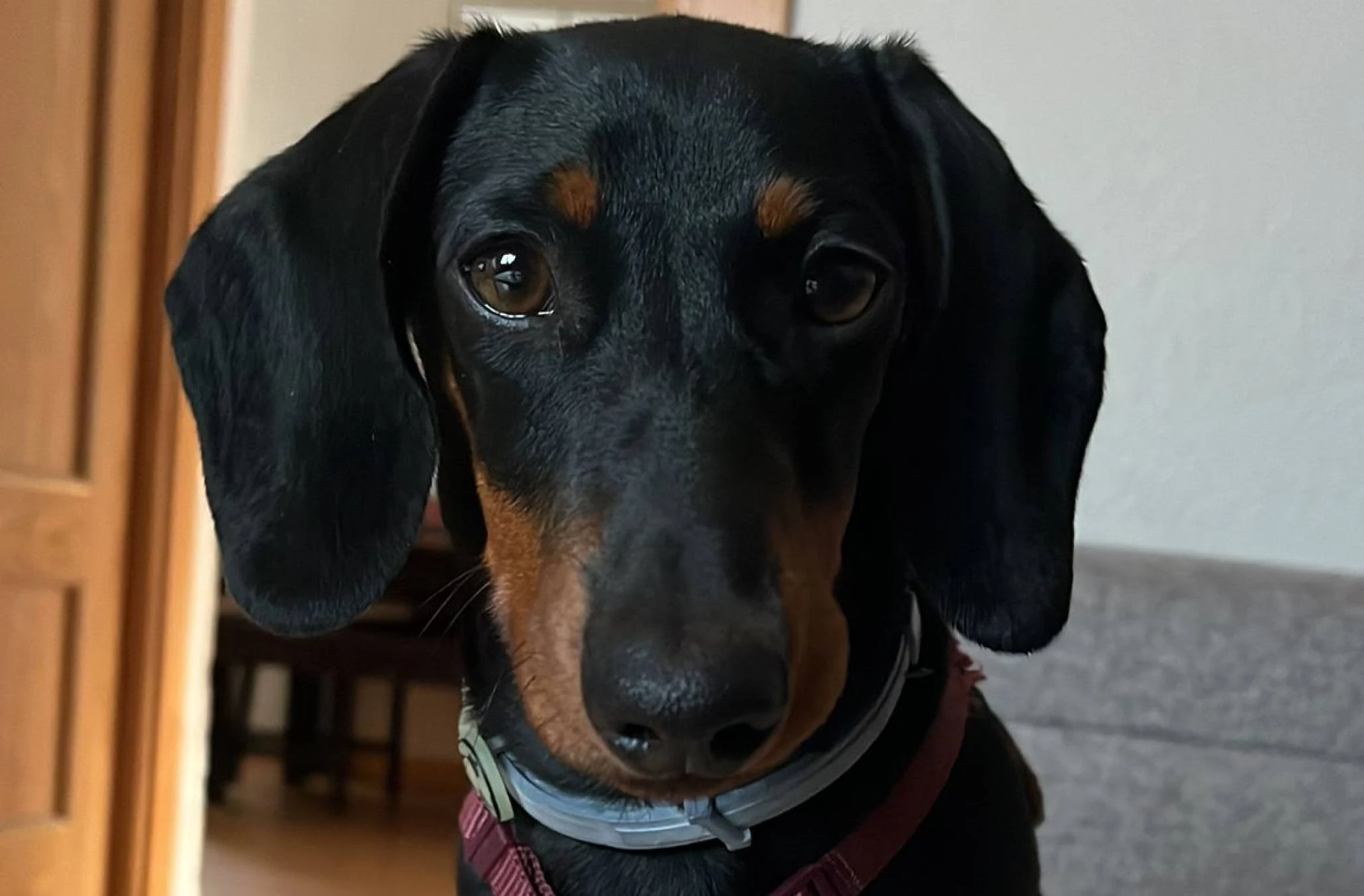PERRO TEKEL SALCHICHA CACHORRO BENITO
