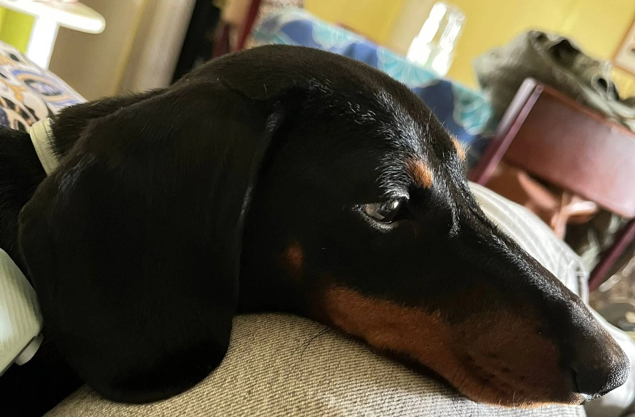 PERRO TEKEL SALCHICHA CACHORRO BENITO