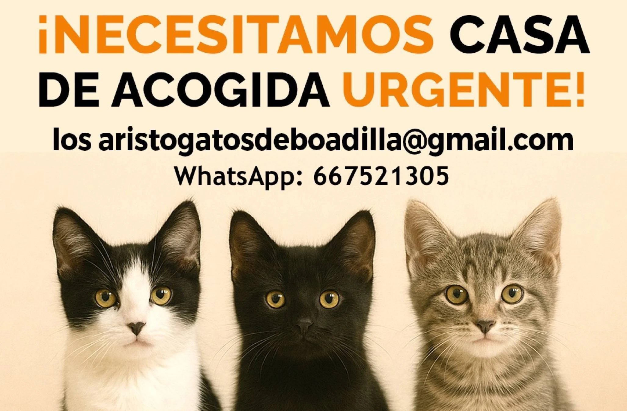 QUIERES SER CASA DE ACOGIDA PARA unos gatitos bebés?
