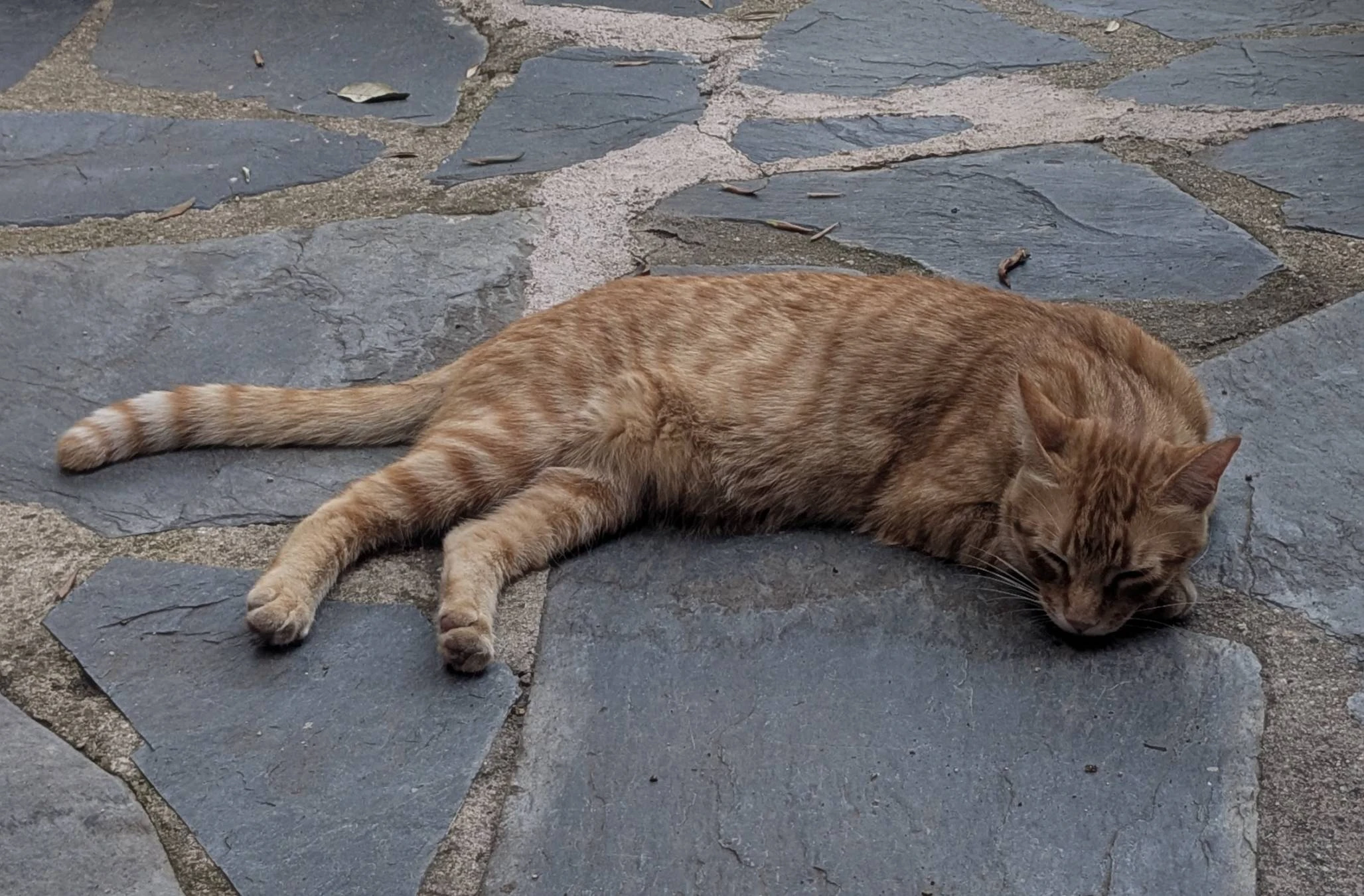 Chica hondureña busca horas 2 
